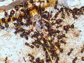 Messor barbarus Messor barbarus