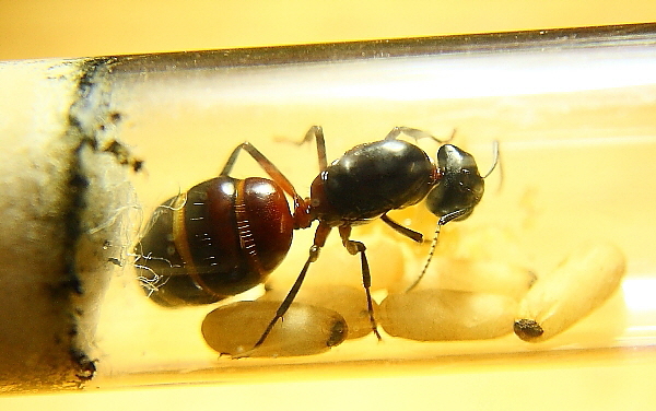 Camponotus ligniperdus Gründerkönigin Camponotus ligniperdus Gründerkönigin
