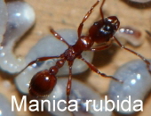 Manica rubida- Manica rubida-
