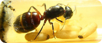 Camponotus ligniperda Haltungsbericht