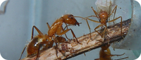 Camponotus spec. Bericht