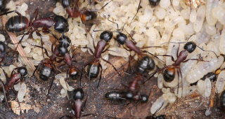 Camponotus ligniperda Video
