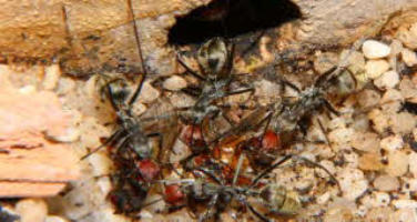 Camponotus singularis Video