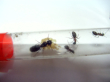 Camponotus Gründung