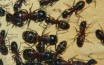 Camponotus ligniperda