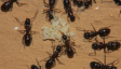 Camponotus ligniperda
