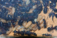 Camponotus ligniperda Brut