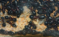 Camponotus ligniperda Brut