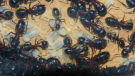 Camponotus ligniperda Brut