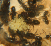 Camponotus ligniperda Eigelege