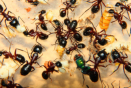 Camponotus ligniperda Futter