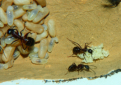 Camponotus ligniperda Larven