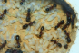 Camponotus ligniperda Larven