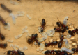 Camponotus ligniperda Larven