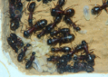 Camponotus ligniperda Larven