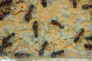 Camponotus ligniperda Larven