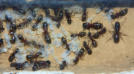Camponotus ligniperda Larven