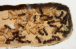 Camponotus ligniperda Nesteinblick