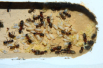 Camponotus ligniperda Nesteinblick