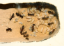 Camponotus ligniperda Nesteinblick