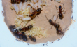 Camponotus ligniperda Nesteinblick