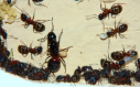 Camponotus ligniperda Nesteinblick