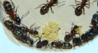 Camponotus ligniperda Nesteinblick
