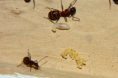 Camponotus ligniperda Nesteinblick