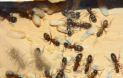 Camponotus ligniperda Nesteinblick
