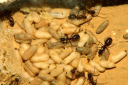 Camponotus ligniperda Nesteinblick