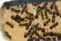 Camponotus ligniperda Nesteinblick
