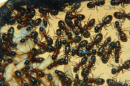 Camponotus ligniperda Nesteinblick