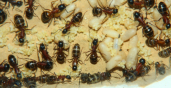 Camponotus ligniperda Nesteinblick