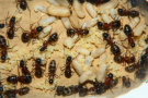 Camponotus ligniperda Nesteinblick