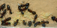 Camponotus ligniperda Nesteinblick