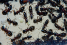 Camponotus ligniperda Nesteinblick