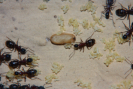 Camponotus ligniperda Nesteinblick