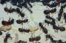 Camponotus ligniperda Nesteinblick