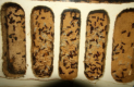 Camponotus ligniperda Nesteinblick