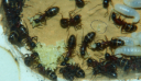 Camponotus ligniperda Nesteinblick