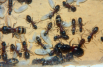 Camponotus ligniperda Nesteinblick