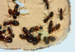 Camponotus ligniperda Nesteinblick