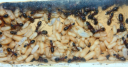 Camponotus ligniperda Nesteinblick