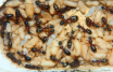 Camponotus ligniperda Nesteinblick