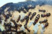 Camponotus ligniperda Nesteinblick