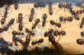 Camponotus ligniperda Nesteinblick