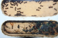 Camponotus ligniperda Nesteinblick