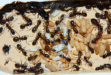 Camponotus ligniperda Nesteinblick