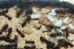 Camponotus ligniperda Nesteinblick