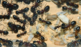 Camponotus ligniperda Nesteinblick